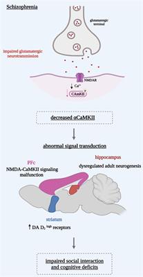The Anti-social Brain in Schizophrenia: A Role of CaMKII?
